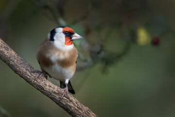 Goldfinch on the lookout
