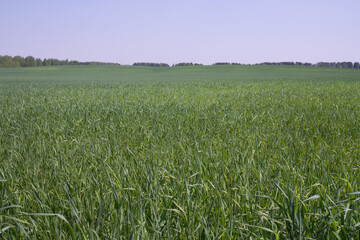 field