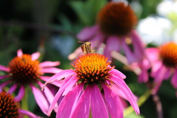 Moth on a Pink Flower