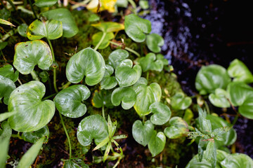  varied beautiful forest vegetation in daylight 