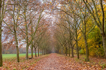 A carpet of fallen leaves in an alley of the Bois of Vincennes

