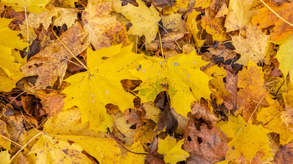 Fallen leaves on the ground in autumn, beautiful background
