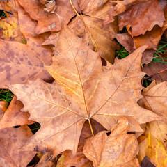 Fallen leaves on the ground in autumn, beautiful background
