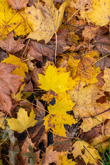 Fallen leaves on the ground in autumn, beautiful background
