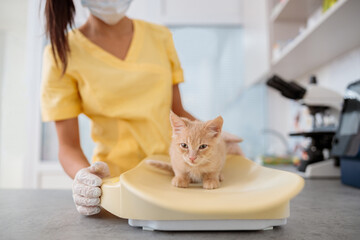 Photo of routine examination of small cat at doctor office
