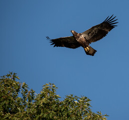 Juvenile Bald Eagle soaring above trees