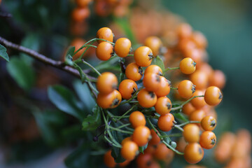Small orange berries on green branches on sunny autumn day.