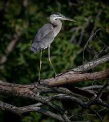 Great Blue Heron walking on tree branch while hunting for fish