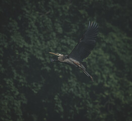 Great Blue Heron flying with wings spread 