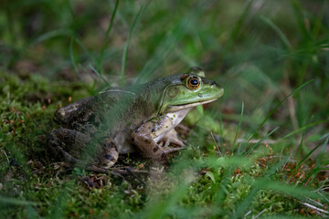 Green frog resting in the grass