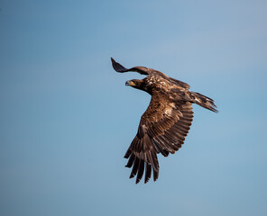 Juvenile American Bald Eagle soaring in the sky