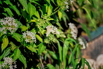 White butterfly posing on green bush with flowers pollinating
