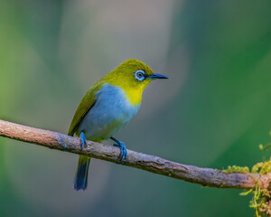 Portrait of Indian whiteeye