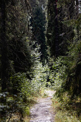 Fototapeta premium forest road on a warm summer day