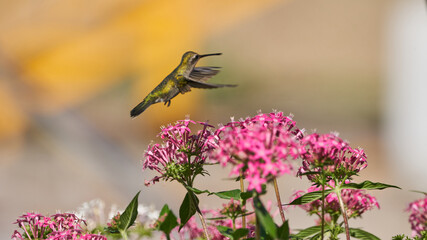 Hummingbird flying among some bushes feeding on violet flowers caught frozen in mid-air