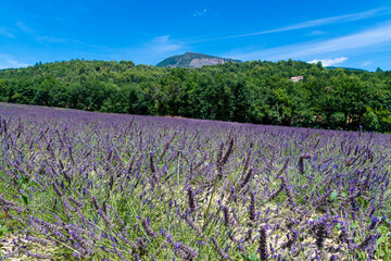 C&ocirc;te d&rsquo;Azur in Frankreich, eine Traumreise f&uuml;r den Sommer. Lavendel Felder, Nizza, Antibes, Cannes, Monaco und die Schlucht von Verdon