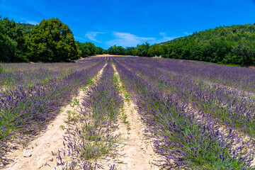 Naklejka na ściany i meble Côte d’Azur in Frankreich, eine Traumreise für den Sommer. Lavendel Felder, Nizza, Antibes, Cannes, Monaco und die Schlucht von Verdon