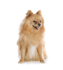 Cute fluffy little dog isolated on white