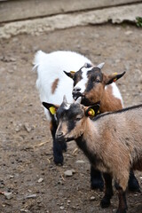 Fototapeta premium Ziege im Streichelzoo des Wildpark Knüll bei Homberg (Efze)