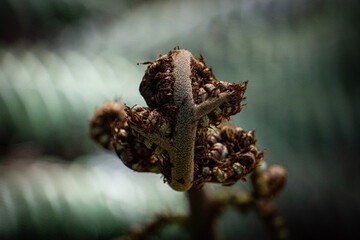 close up of fern