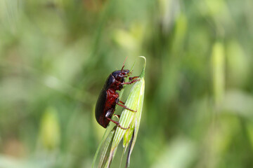 Beetle of corn ground beetle - Zabrus tenebrioides eating a unripe wheat kernel, a species of black ground beetle (Carabidae). The larvae and beetles of this species are pests of cereals.