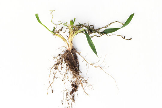Larva and damaged cereal plant by corn ground beetle (Zabrus tenebrioides) is a species of black ground beetle (Carabidae). A pest in soil