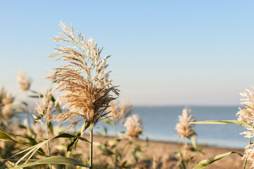 Obraz premium Dry reed outdoor in light pastel colors, reed layer, reed seeds. Beige reed grass, pampas grass. Abstract natural background. Beautiful pattern with neutral colors. Minimal, stylish, trend