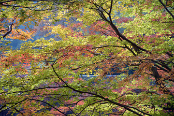 秋の談山神社　境内の紅葉　奈良県桜井市多武峰