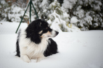 Tricolor border collie is lying on the field in the snow. He is so fluffy dog.