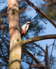 Great spotted woodpecker on a looking for food on a tree