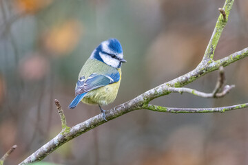 Cute Eurasian blue tit (Cyanistes caeruleus) perched on one leg on a branch, UK