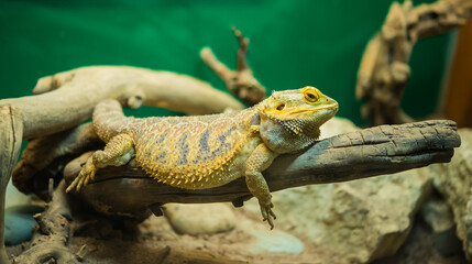 Yellow brown lizard sitting on a dry tree branch
