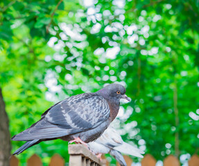 A gray dove sits on a fence on a summer day.