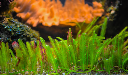 Aquarium Algae. Bright Green Seaweed © AllNikArt