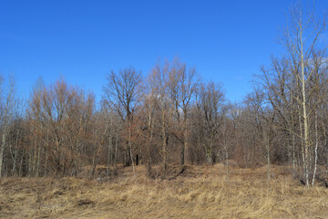 Fototapeta premium Landscape of leafless deciduous forest in early spring.