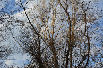Fototapeta na wymiar Tangled tree branches in early spring on the background of cloudy sky