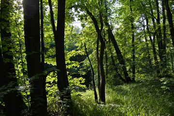 Fototapeta premium Beautiful landscape with forest in summer day. Black tree trunks, green foliage and grass