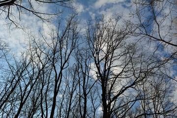 Black silhouettes of leafless trees on the background of sky with clouds