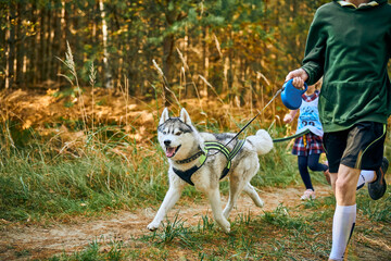Canicross exercises, Siberian Husky dog running with children taking part in canicross race outdoor
