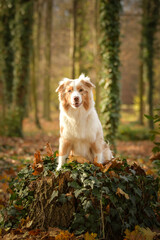 Australian shepherd is sitting in the forest. It is autumn portret.