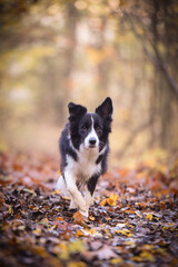 Border collie is going on the road in forest. Autumn photoshooting in park.