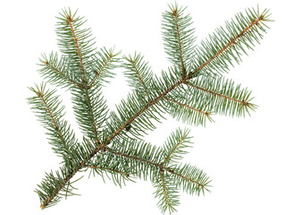 A large spruce branch isolated on a white background