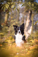 border collie is sitting in the forest. It is autumn portret.