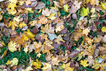 Autumn foliage in the mountains. Multitude of dry leaves on a bed of grass in the beech forest.