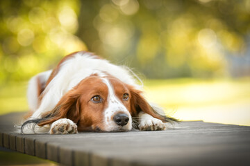 kooikerhondje is lying on the bench. He is so cute dog.
