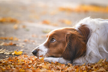 kooikerhondje is lying in autumn leaves. He is so cute dog.