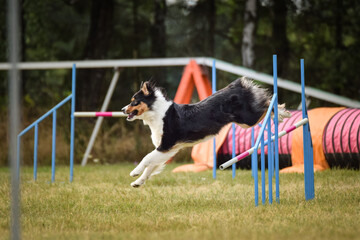 border collie is jumping over the hurdles. Amazing day on czech agility privat training