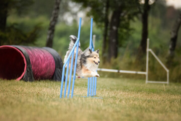 Sheltie is jumping over the hurdles. Amazing day on czech agility privat training