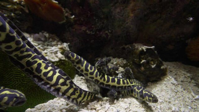 This video shows a group group of yellow and black spotted eels swimming in coral reef.