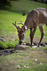 White tail deer at a deer petting park